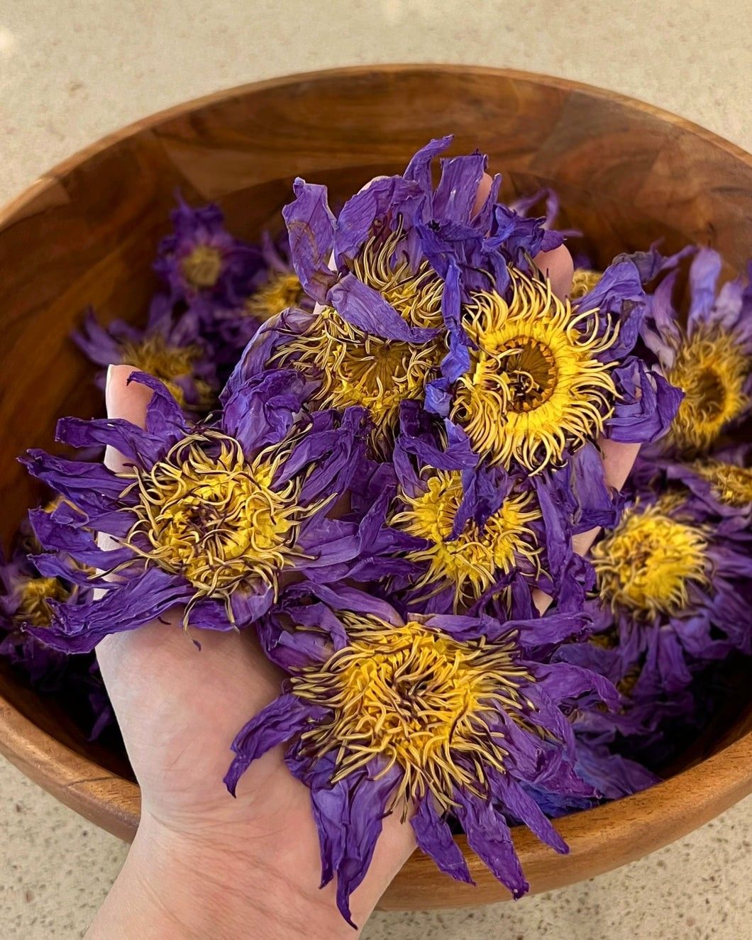 Pure Blue Lotus Flowers